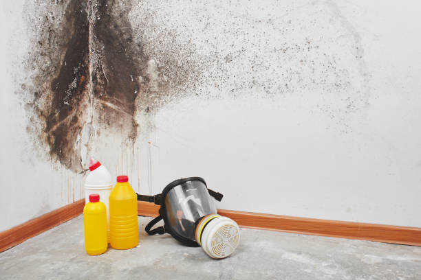 Best Post-Flood Mold Remediation in Taylor Lake Village, TX