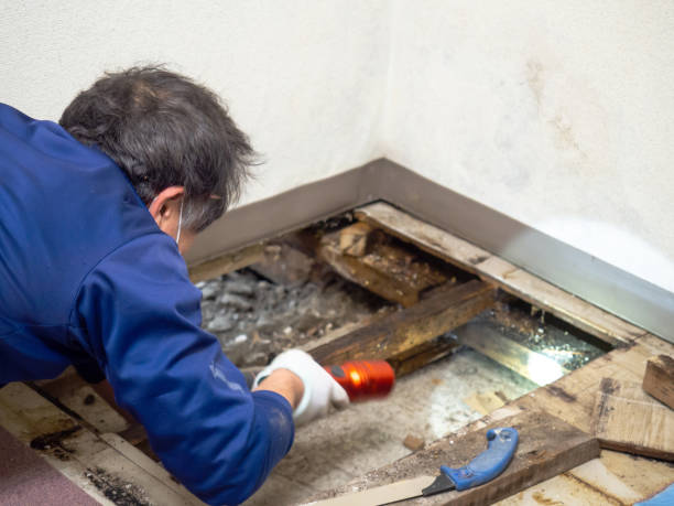 Best Residential Mold Remediation in Taylor Lake Village, TX