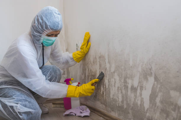 Professional Mold Remediation in Taylor Lake Village, TX
