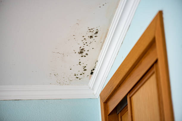 Best Kitchen Mold Remediation in Taylor Lake Village, TX