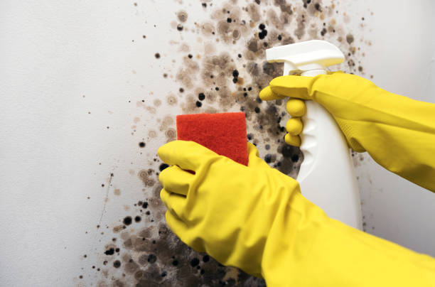 Best Crawl Space Mold Remediation in Taylor Lake Village, TX