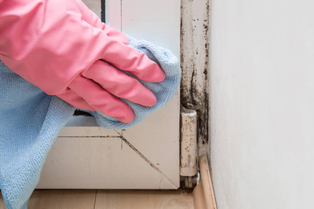 Professional Mold Remediation in Taylor Lake Village, TX