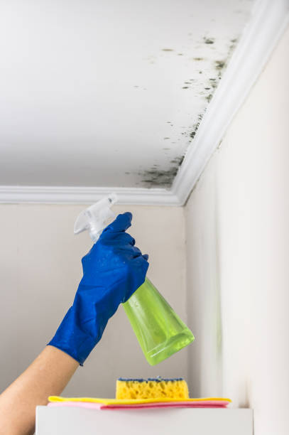 Best Attic Mold Remediation in Taylor Lake Village, TX